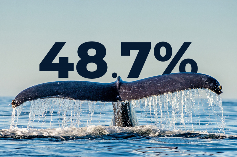 Cá voi hiện nắm giữ 48,7% tổng nguồn cung Bitcoin sau khi mua 90.000 BTC gần đây